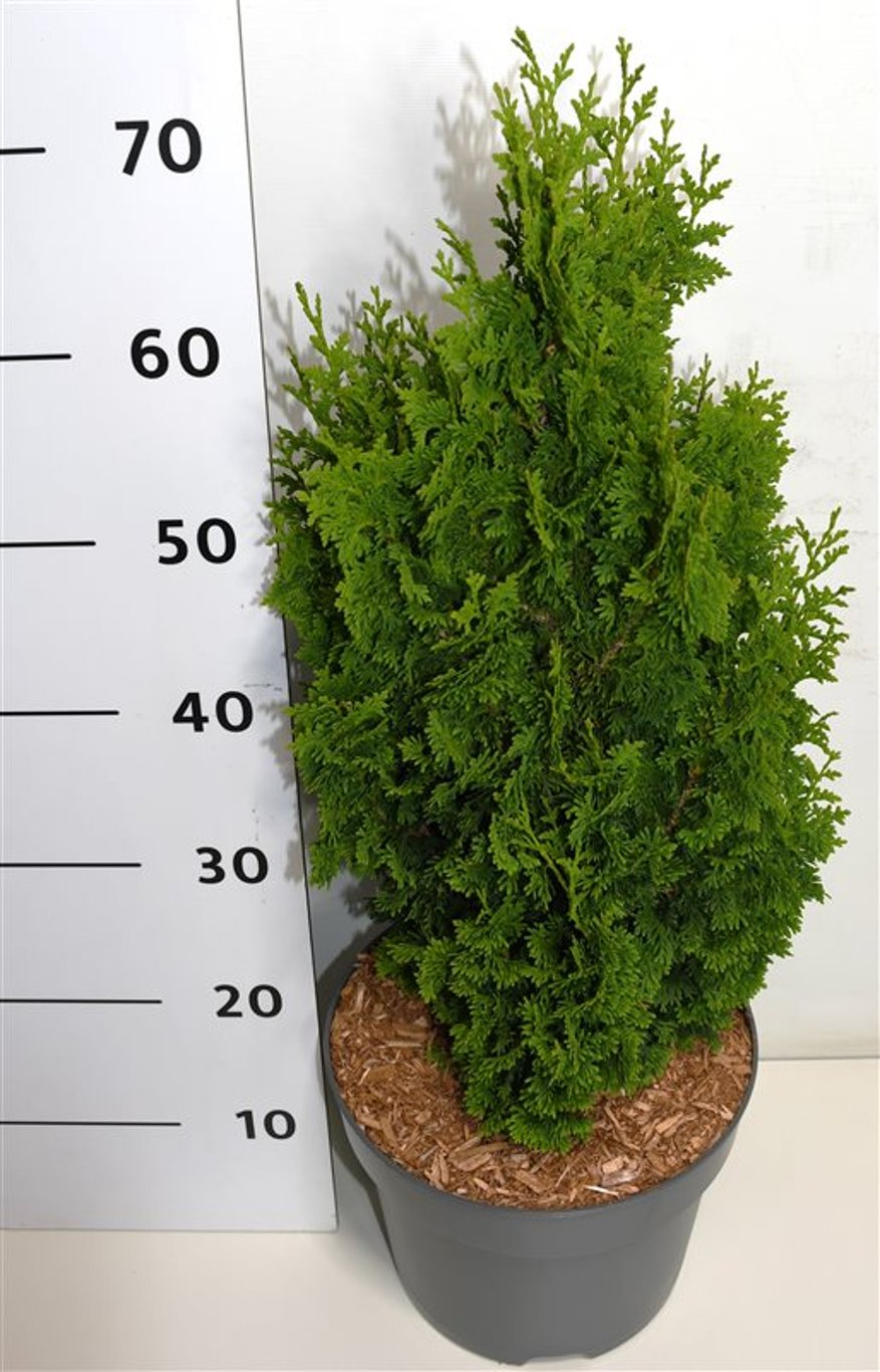 Thuja occ. 'Zmatlik' - C7.5 50-60 CM